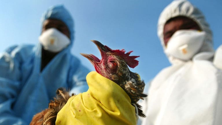 University of Nebraska Asks Where The Bird Flu Went » Sons of Liberty Media