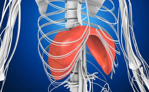 The Silent Muscle: How Diaphragm Weakness & Drug-Induced Paralysis Cause Cardiac Collapse & Death (Video) » Sons of Liberty Media